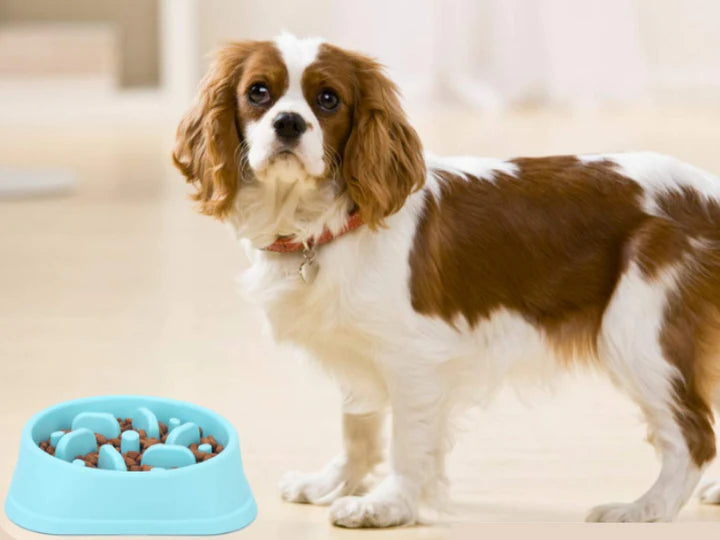 PETS SLOW FEEDER DOG BOWL