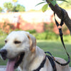 DOG SEAT BELT FOR CARS, HEADREST RESTRAINT